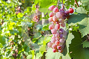 Grapes of large red grapes hang on a vine with green leaves in the garden in the open air with a pleasant warm light.
