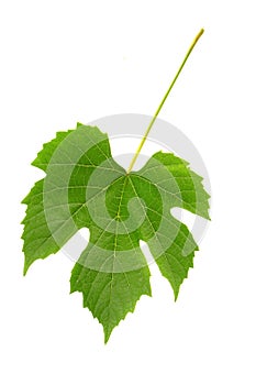 Grapes leaf