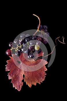 Grapes and leaf