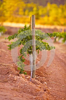 Grapes and leafs