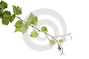 Grapes leafs on white background