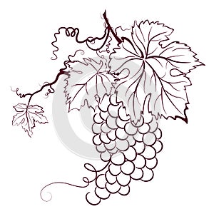 Grapes With Leaves