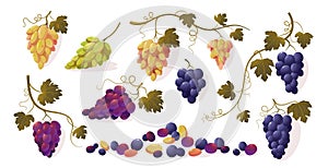 Grapes with leaves. Cartoon bunch of purple ripe red green yellow sweet fruit, bunch of fresh natural vineyard berries