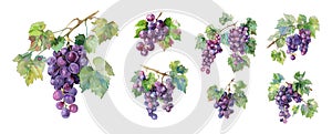 Grapes with leaves. Isolated fresh grape watercolor graphic. Agriculture harvest elements. Wine products raw ingredients
