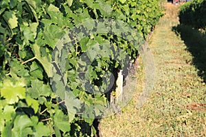 Grapes leaves in a row bathing in the sun on a vine front cover- travel to European wine country!