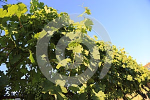 Grapes leaves in a row bathing in the sun on a vine front cover- travel to European wine country!