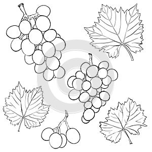 Grapes and leaves. A set of hand-drawn black-and-white elements. Isolated on a white background.Sketch. Outline drawing of berries