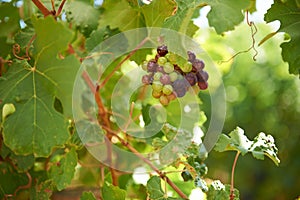 Grapes, leaves and sunlight on wine farm for agriculture, sustainability and alcohol production. Organic, fruit and