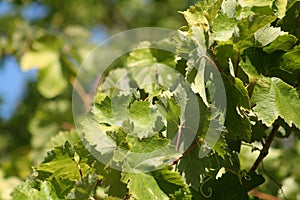 Grapes leaves in a sunny vineyard