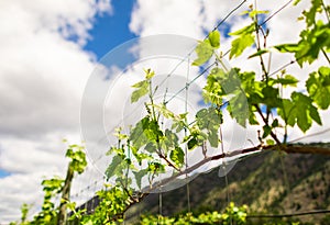 Grapes leaves in a vineyard. Vineyard background in summer. Beautiful sunny summer day
