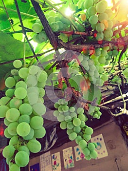 Grapes is looking beautiful in Indian village