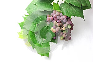 Grapes for manufacture Fault