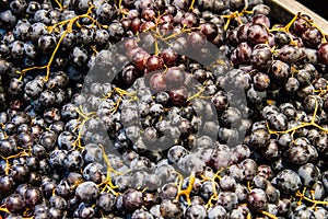 Grapes on a market