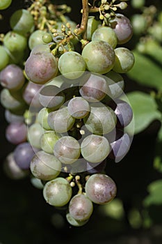 Grapes in maturing process