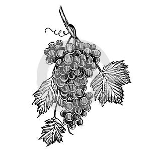 Grapes monochrome sketch. Hand drawn grape bunches. Isolated on white background. Hand drawn engraving style