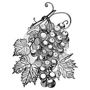 Grapes monochrome sketch. Hand drawn grape bunches. Isolated on white background. Hand drawn engraving style