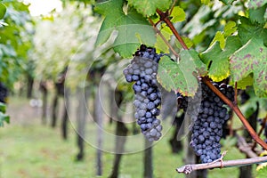 Grapes of Nebbiolo ready for the upcoming harvest, Piedmont, Italy photo