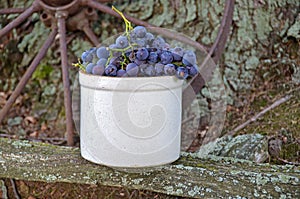Grapes in old crock photo