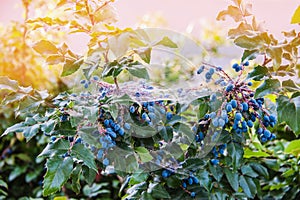 Grapes Oregon Mahonia aquifolia in the web autumn Sunny day