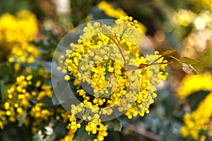 Grapes Oregon, Mahonia aquifolium blooms in the spring garden. Useful plant. Homeopathy. Flowers mahonia closeup