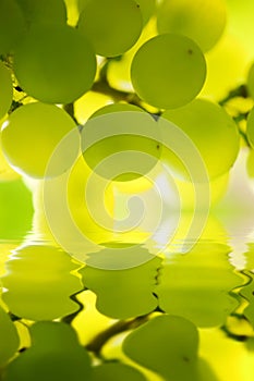 Grapes over water