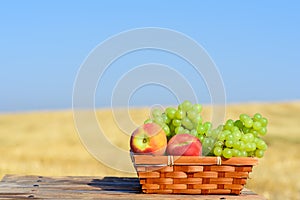 Grapes and peaches in basket outdoor on the wheat field and blue sky background,sunny summer day. Autumn harvest concept