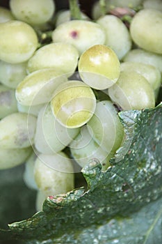 Grapes