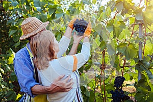 Grapes picking. Couple of farmers gather crop of grapes on ecological farm. Happy senior man and woman checking fruits