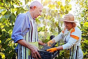 Grapes picking. Couple of farmers gather crop of grapes on farm. Happy senior man and woman putting grapes in box