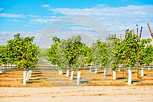 Grapes Plantation Vineyards