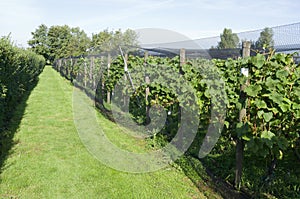 Grapes plants are protected by a protective net in a vineyard.