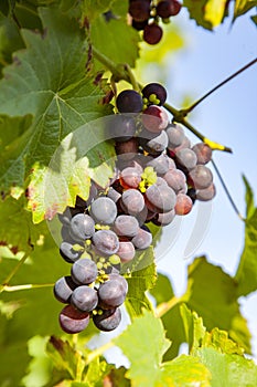 Grapes prosper well at the housewall