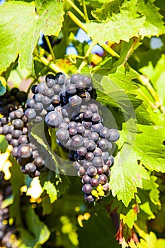 Grapes prosper well at the housewall