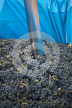 Grapes quality control photo