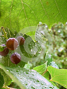 Grapes in the rain photo