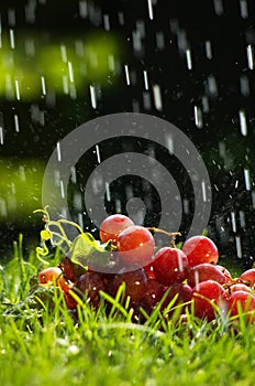 Grapes in the rain