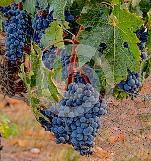 Grapes ready for harvest at Caprice Vineyards, Central Point, Oregon photo