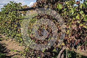 Grapes Ready for Harvest at Finger Lakes Vineyard