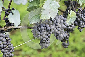 Grapes ready to be harvested for the next wine production