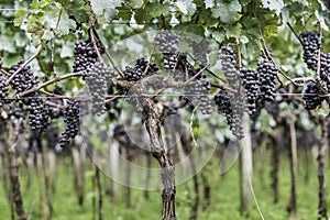 Grapes ready to be harvested for the next wine production photo