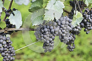 Grapes ready to be harvested for the next wine production photo