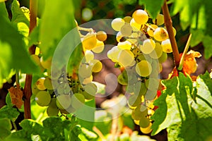 Grapes ready to harvest