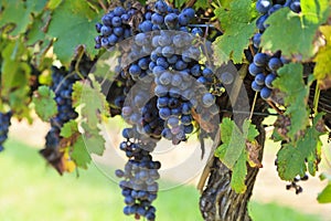 Grapes Ready to Harvest Hanging on a Grapevine