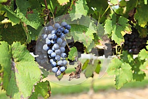 Grapes Ready to Harvest Hanging on a Grapevine