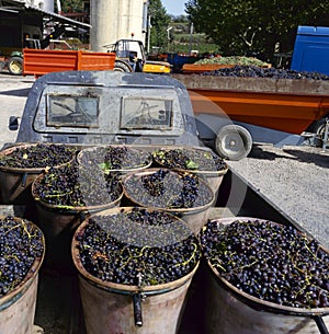 Grapes ready to unload photo
