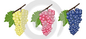 Grapes realistic composition with red rose and white grapes isolated. Red and white table grapes, wine grapes. Fresh fruit, 3d