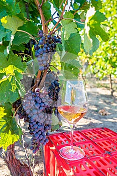 Grapes and red wine in glass in the vineyard. Harvesting season