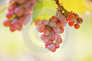 Grapes of red wine in a sunny vineyard in autumn