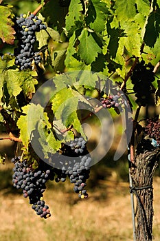 Grapes of red wine, Wineyards in Tuscany, Chianti, Italy