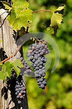 Grapes of red Wine in a Wineyards in Tuscany, Chianti, Italy